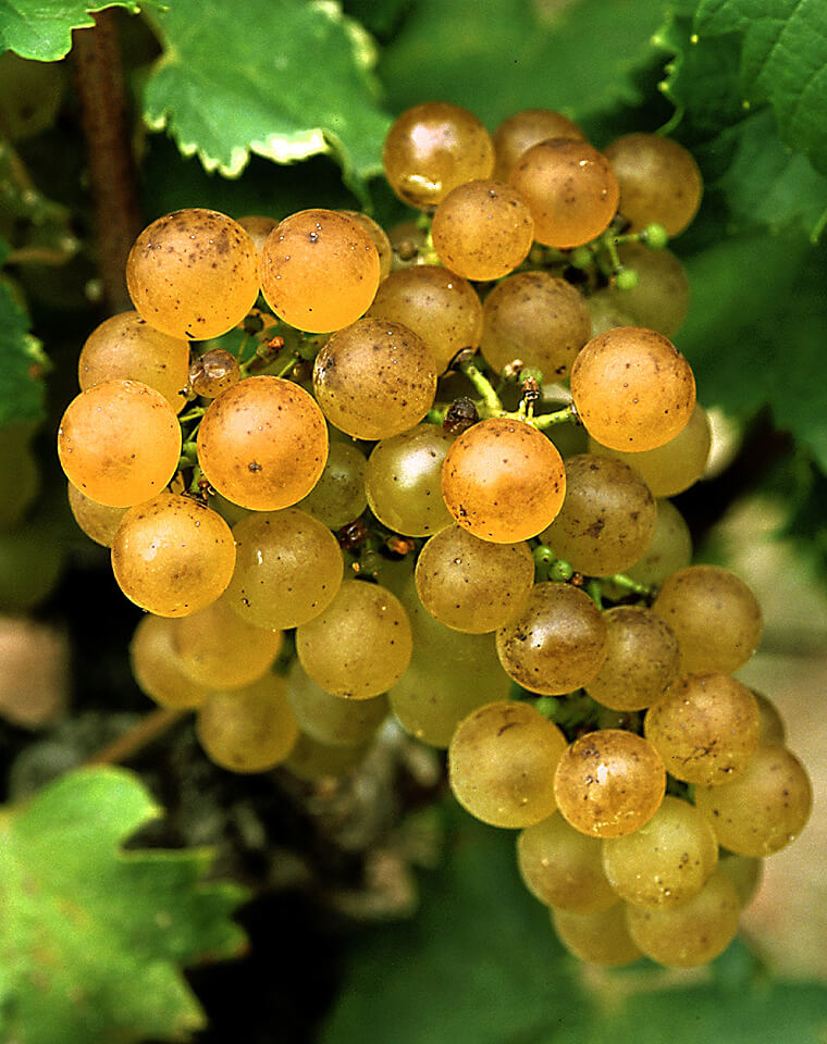 Semillon-10 (1)