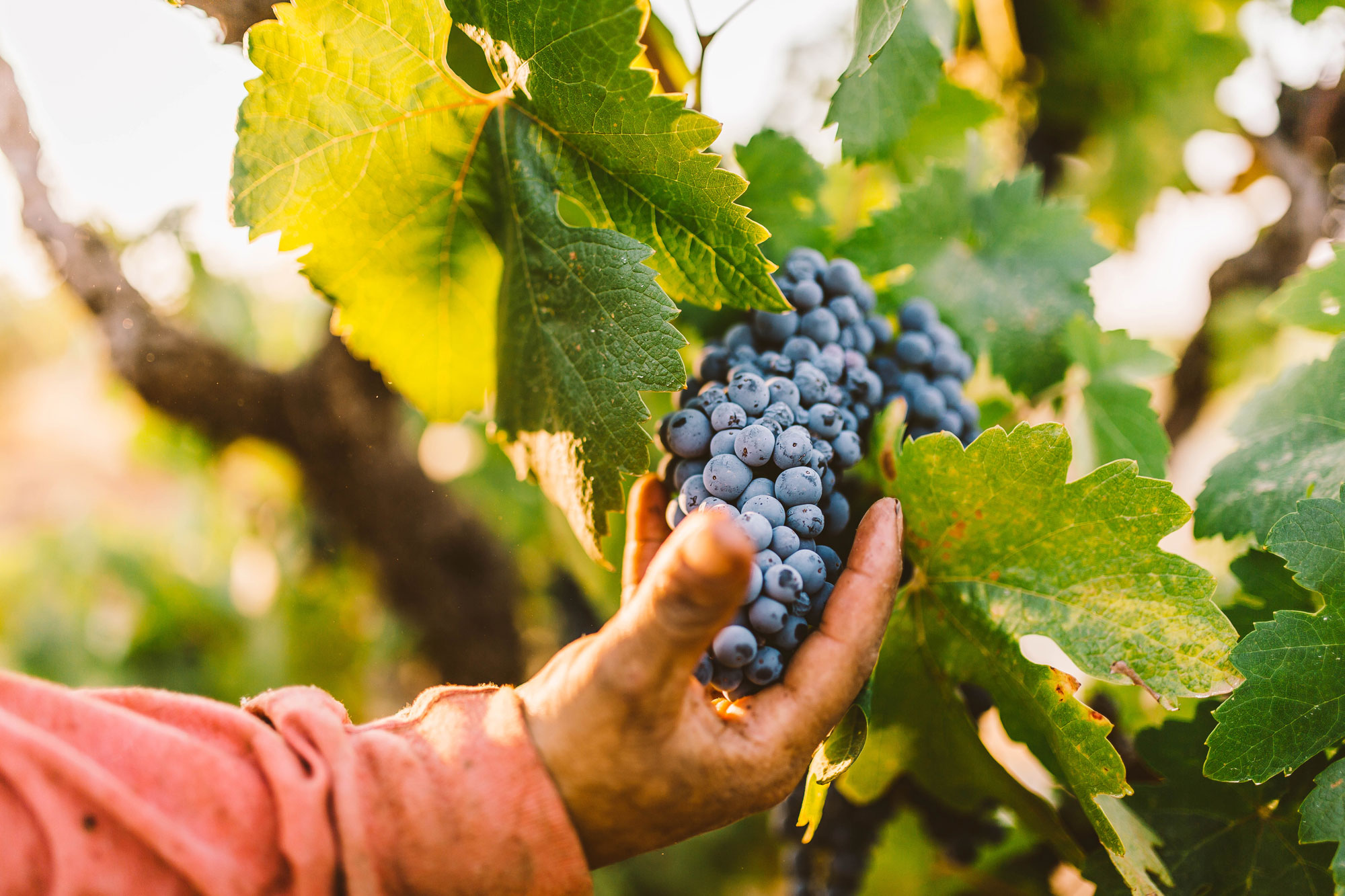Andis-Harvest-201