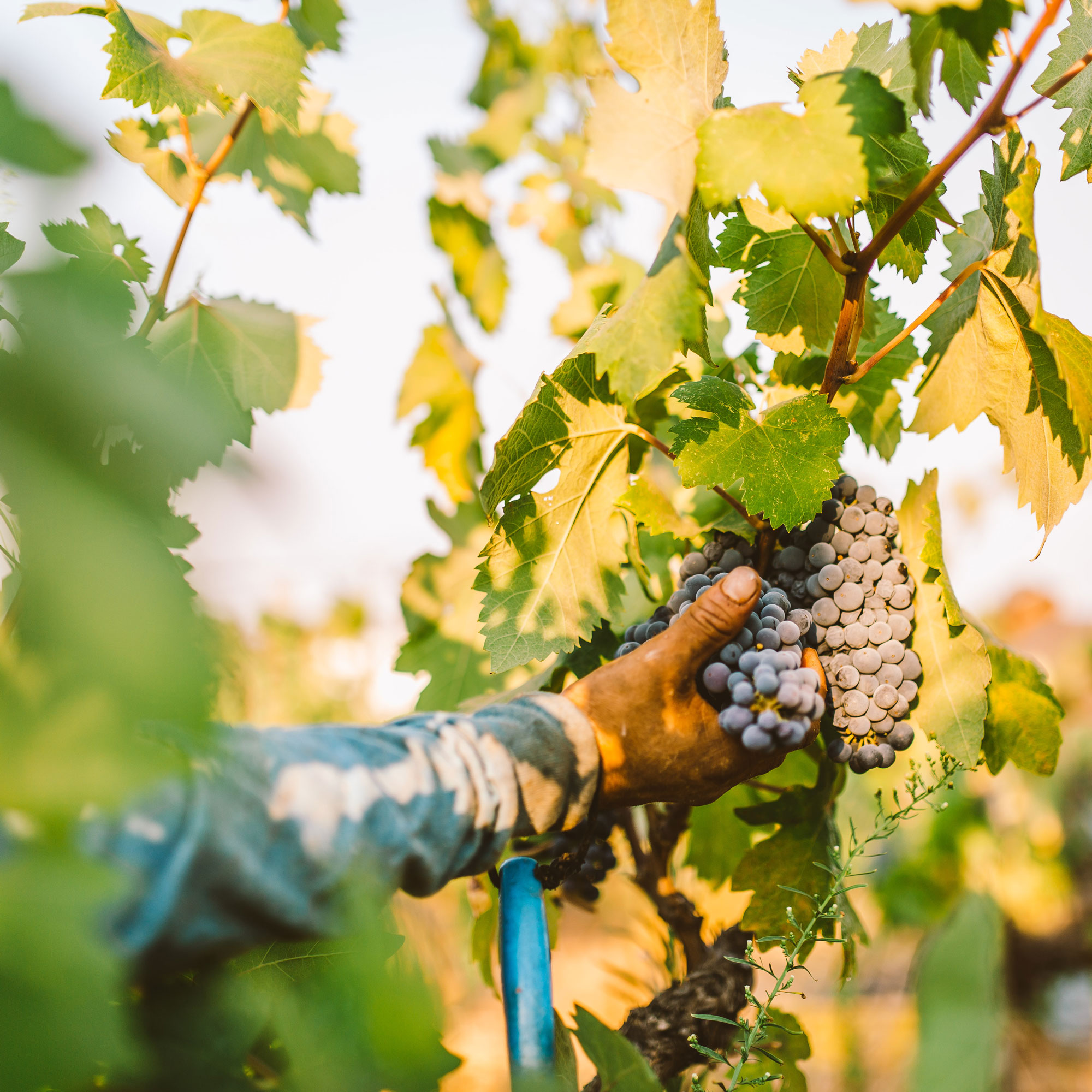 Andis-Harvest-203