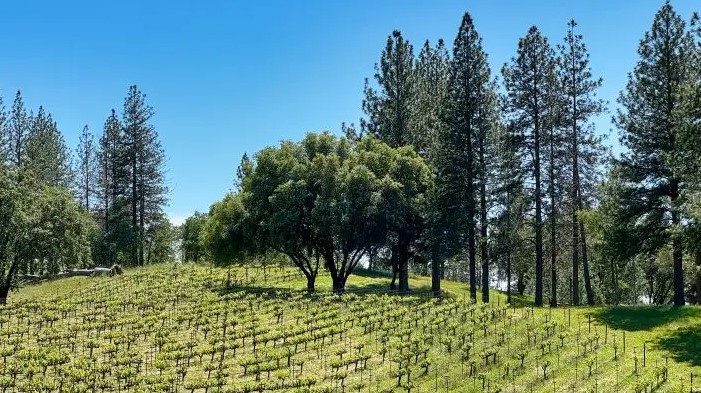 trees12345