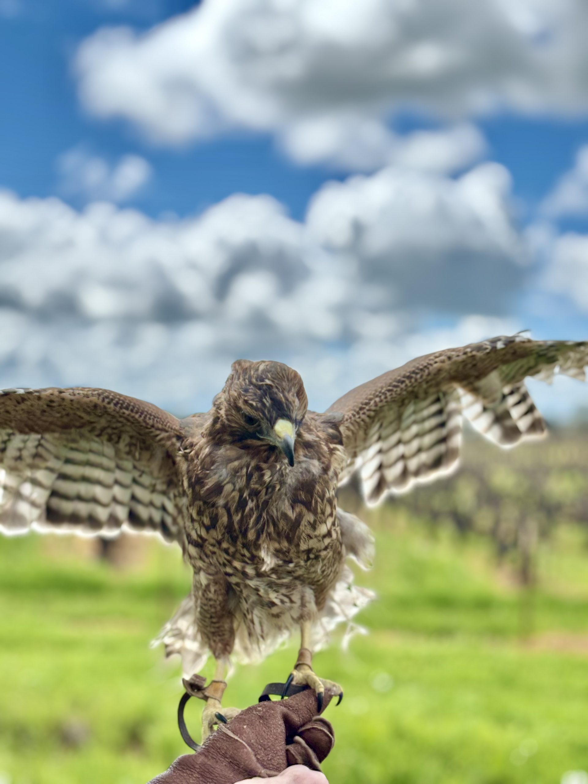 Birds of Prey up close